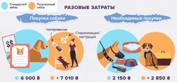 
Дорогие кошки и собаки: сколько нужно потратить на покупку и содержание
