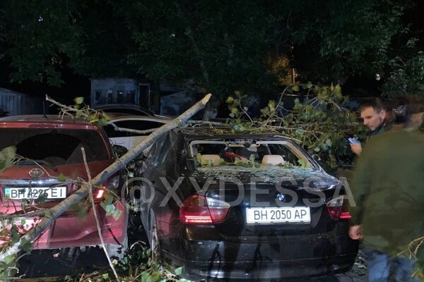 На парковке в Одессе рухнуло дерево: пострадали восемь автомобилей