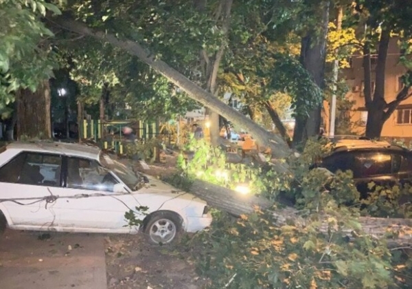 На парковке в Одессе рухнуло дерево: пострадали восемь автомобилей