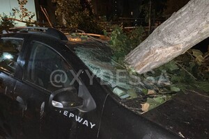 На парковке в Одессе рухнуло дерево: пострадали восемь автомобилей