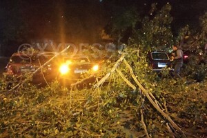 На парковке в Одессе рухнуло дерево: пострадали восемь автомобилей