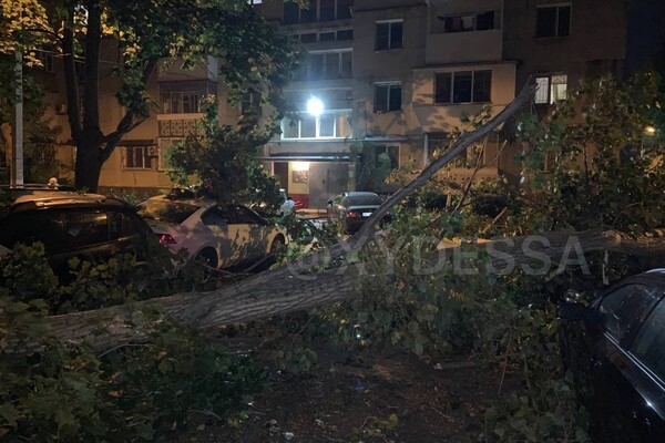 На парковке в Одессе рухнуло дерево: пострадали восемь автомобилей