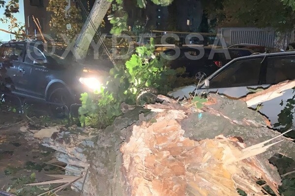На парковке в Одессе рухнуло дерево: пострадали восемь автомобилей