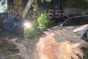 На парковке в Одессе рухнуло дерево: пострадали восемь автомобилей