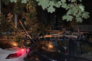 На парковке в Одессе рухнуло дерево: пострадали восемь автомобилей