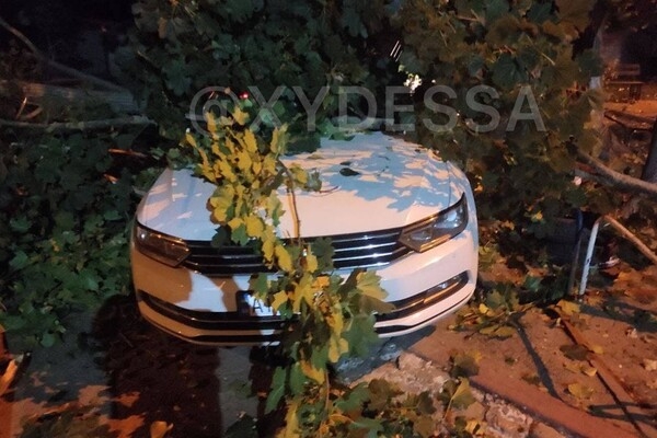 На парковке в Одессе рухнуло дерево: пострадали восемь автомобилей