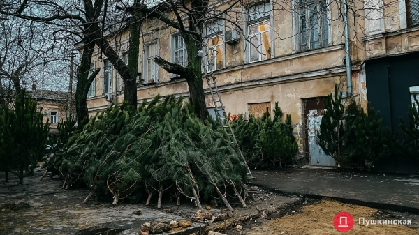 Где купить елку в Одессе: цена и ассортимент на елочном базаре у Нового рынка. Фото