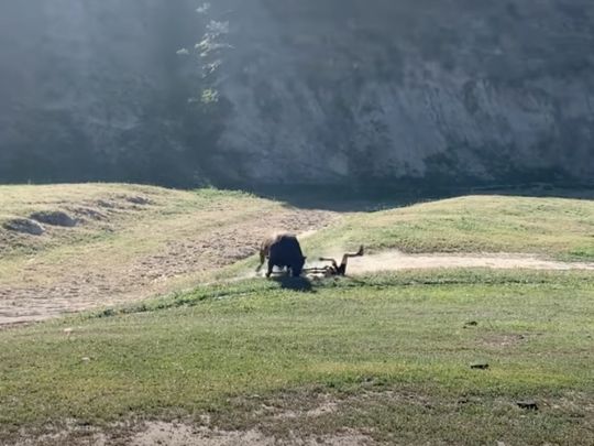 Бики атакували спортсменів під час велогонки: момент потрапив на відео