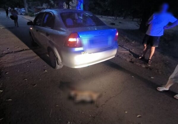 В Одессе водитель насмерть сбил собаку: как его наказали В Одессе водитель насмерть сбил собаку: как его наказали