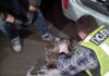 Кокаин в багажнике и домашняя плантация конопли: в Одессе разоблачили наркодельца